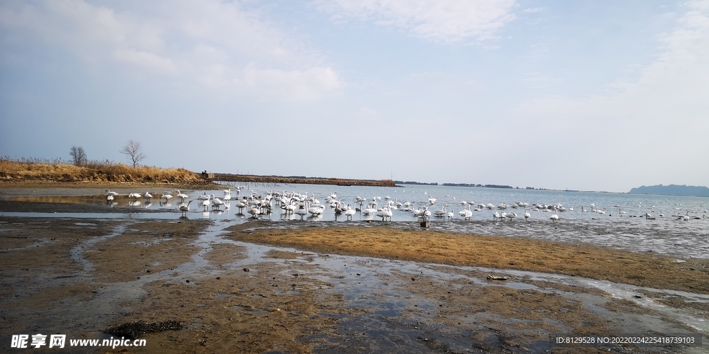 海边天鹅