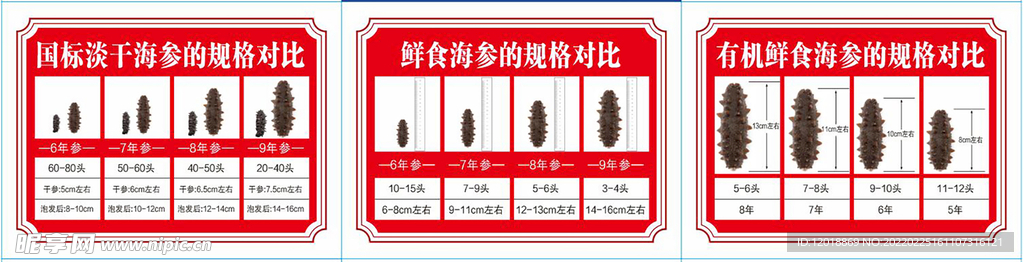 海参的规格对比