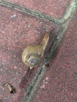 攀爬的蜗牛