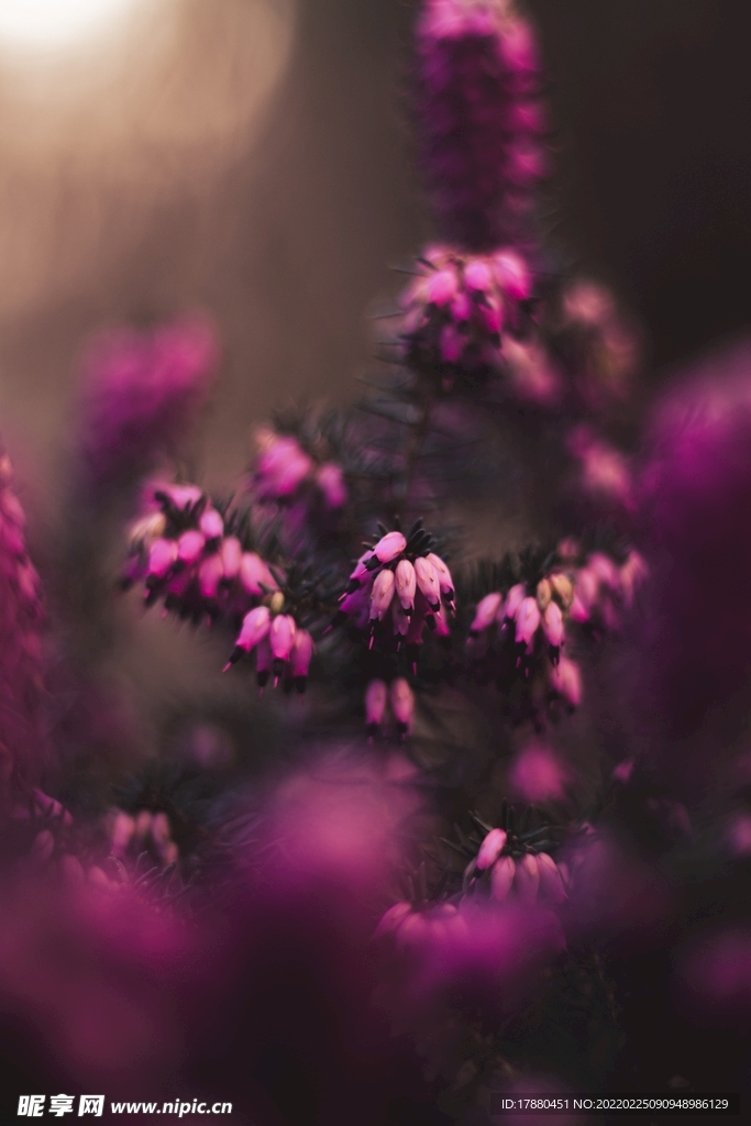 花卉