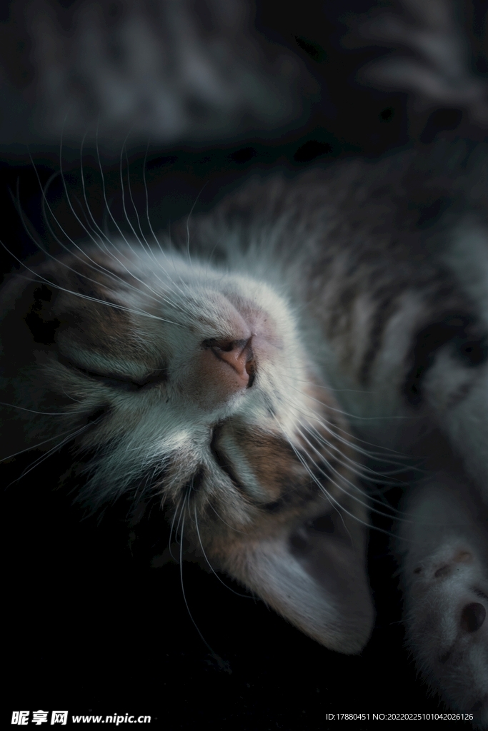 猫