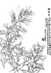 猫须草