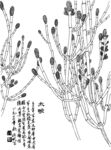木贼