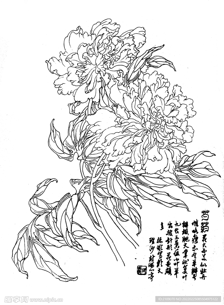 芍药