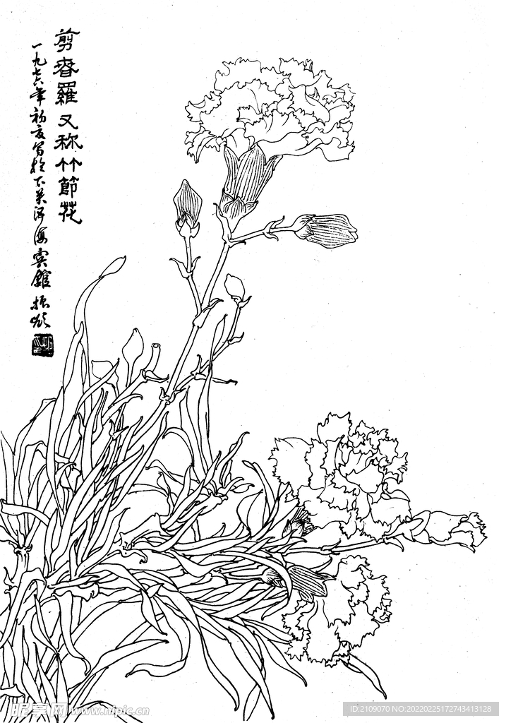 竹节花