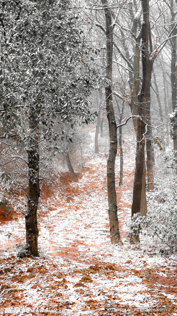 冬日雪景风景 