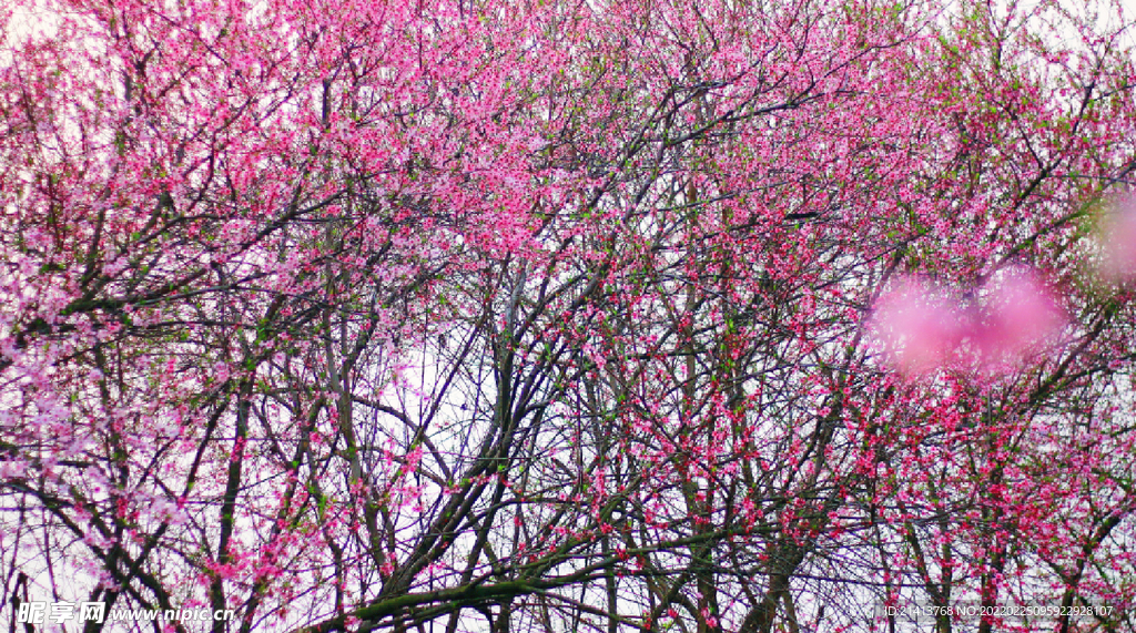 桃花花朵花卉