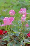 月季花朵花卉 