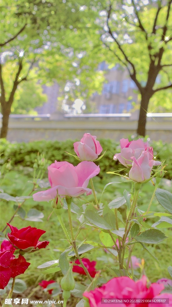 月季花朵花卉