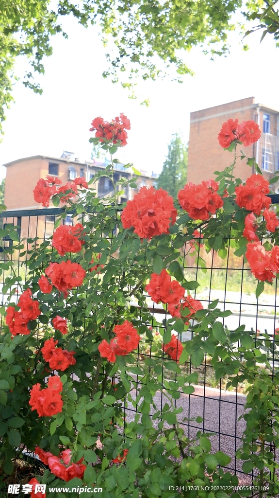 月季花朵花卉