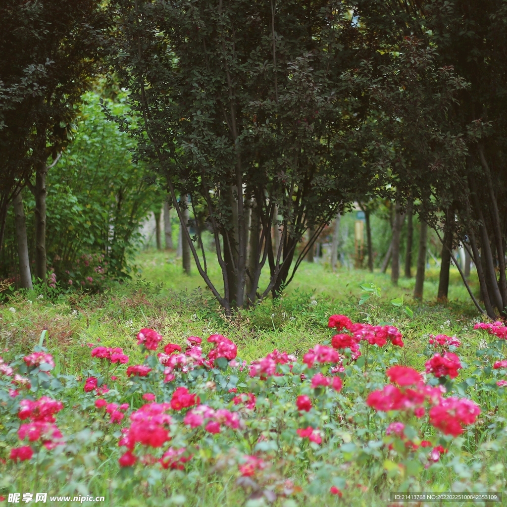 月季花朵花卉 