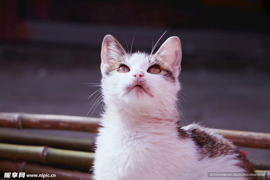 花猫猫咪小猫  