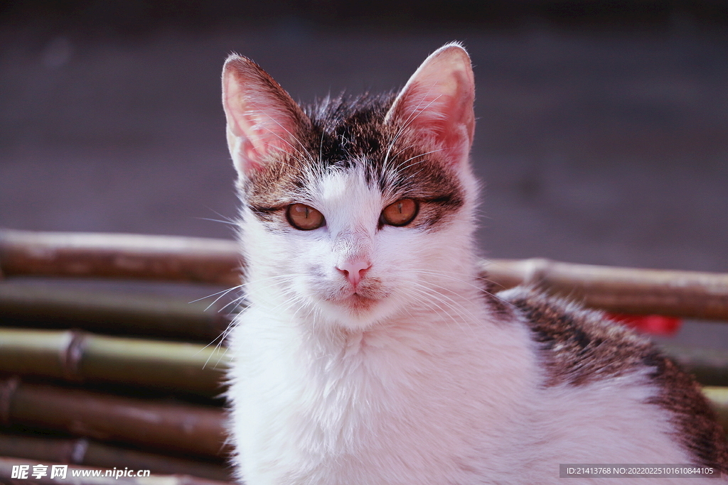 花猫猫咪小猫 