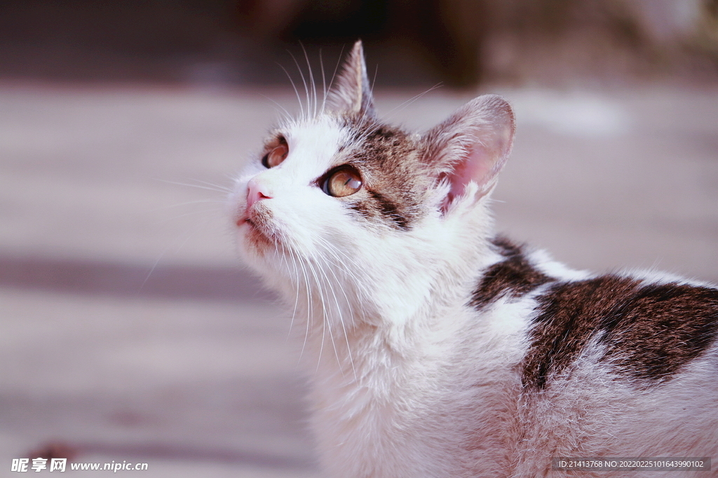 花猫猫咪小猫  