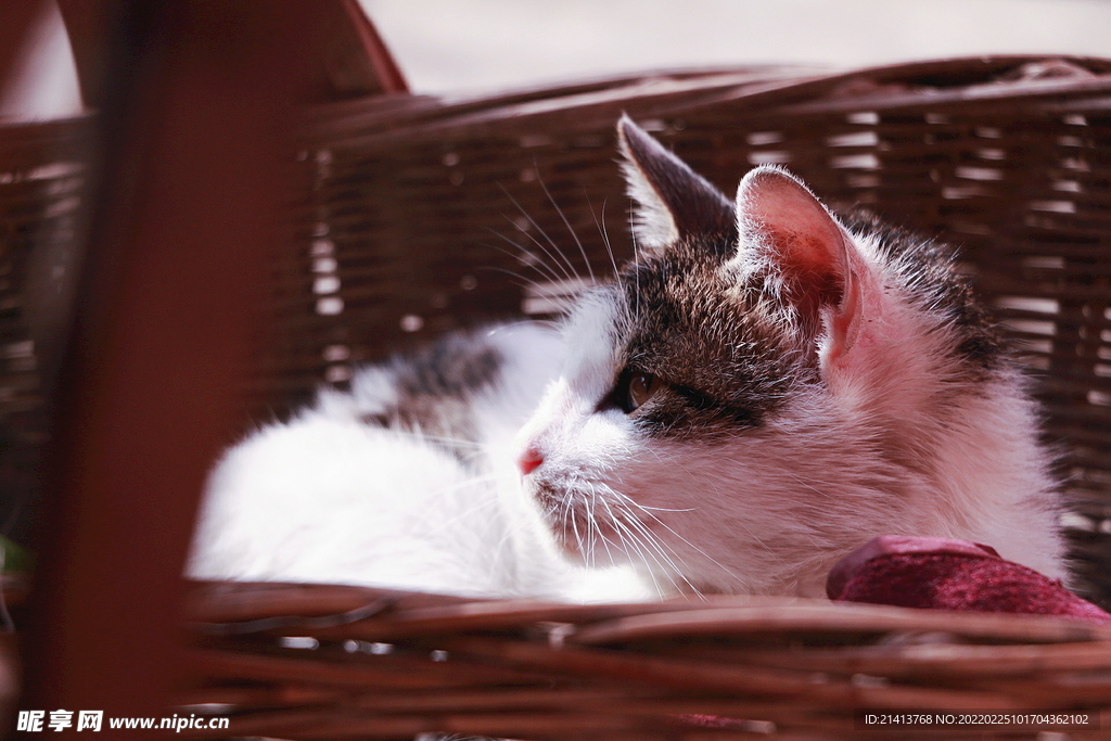 花猫猫咪小猫 