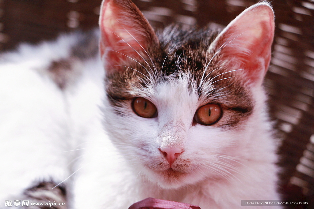 花猫猫咪小猫