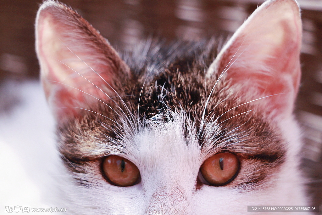 花猫猫咪小猫  