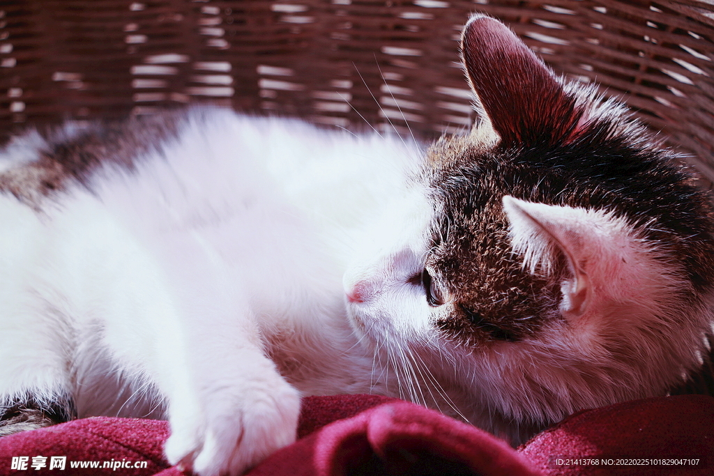 花猫猫咪小猫