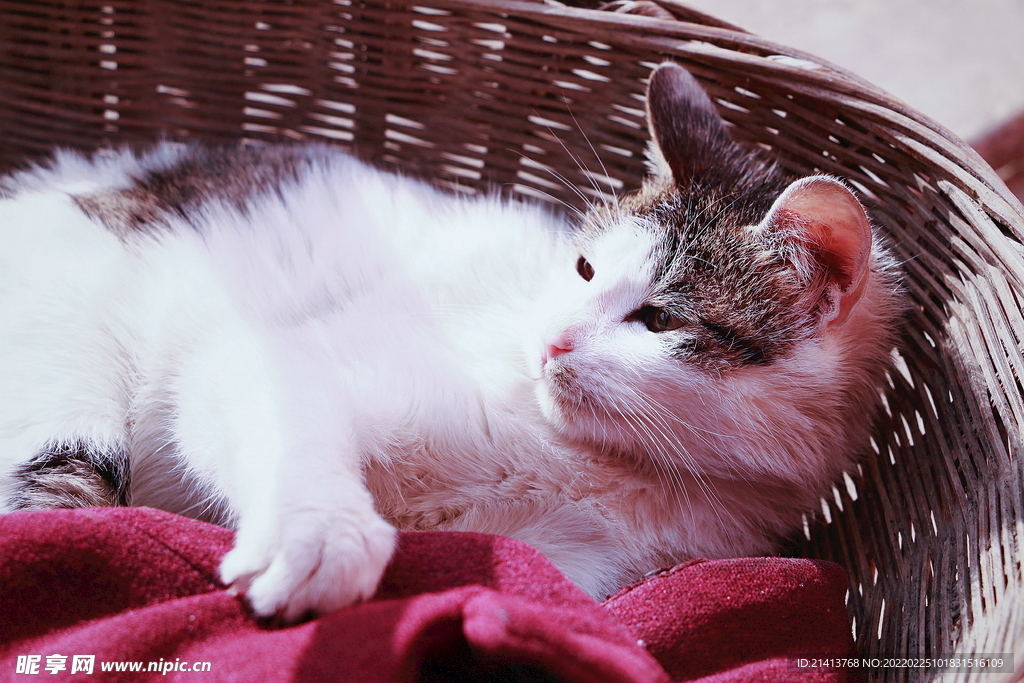 花猫猫咪小猫