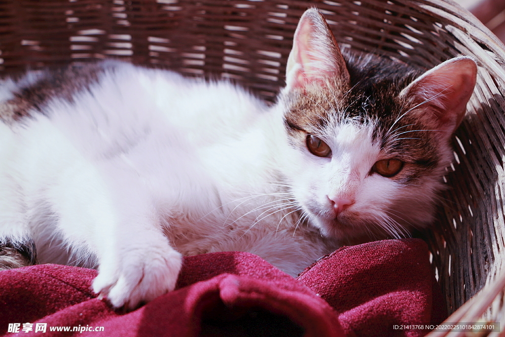 花猫猫咪小猫  