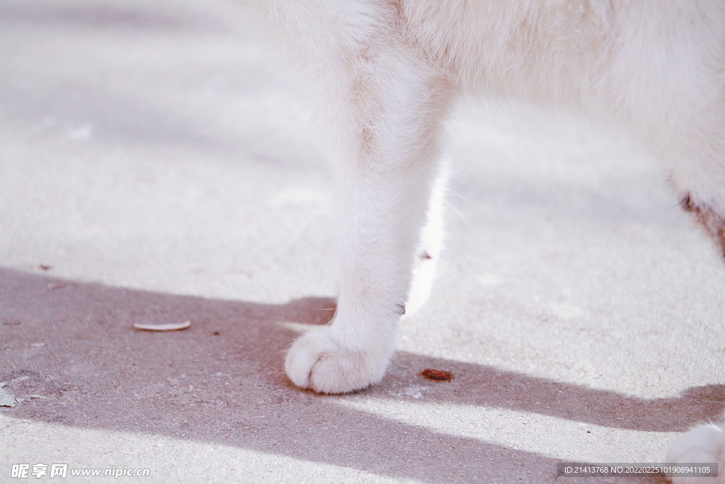 花猫猫咪小猫  