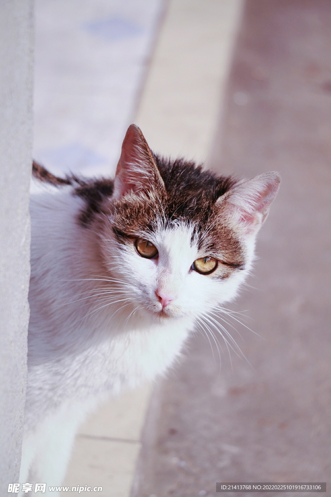 花猫猫咪小猫