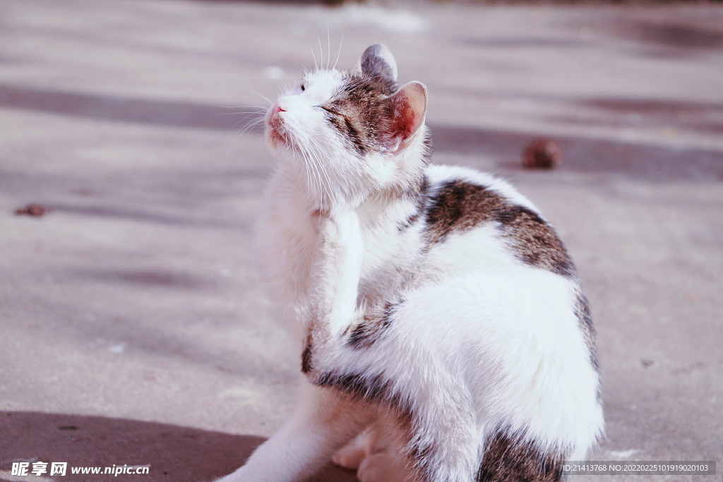 花猫猫咪小猫 