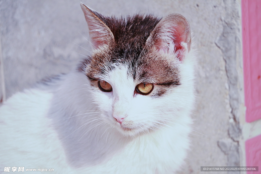 花猫猫咪小猫
