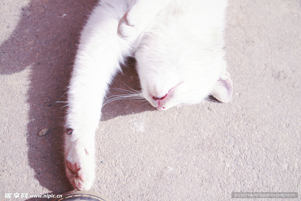 花猫猫咪小猫 