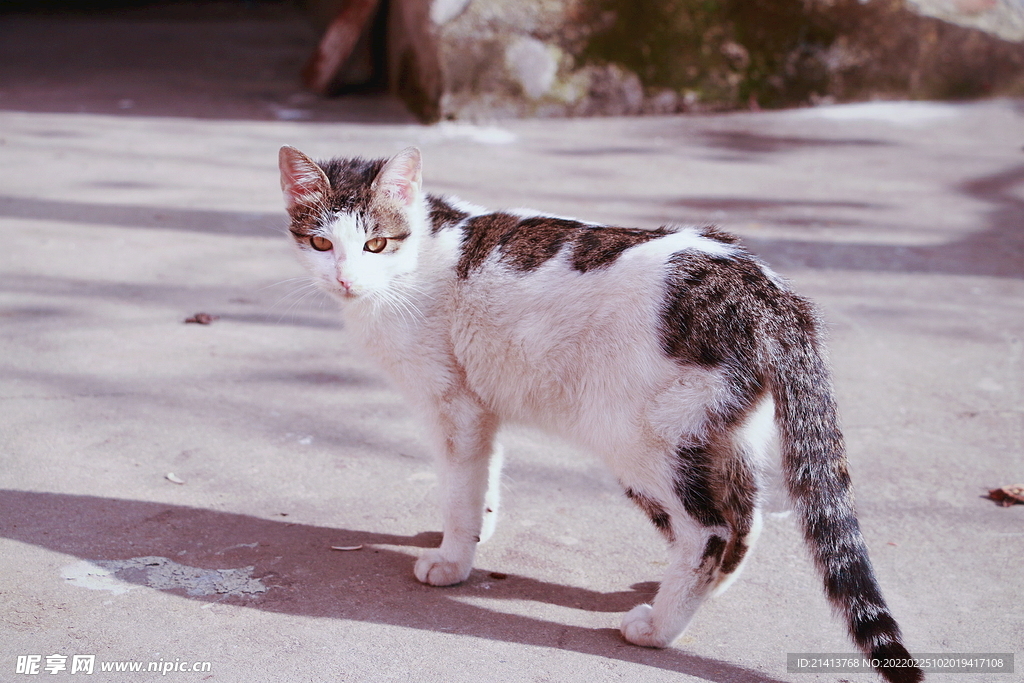 花猫猫咪小猫 
