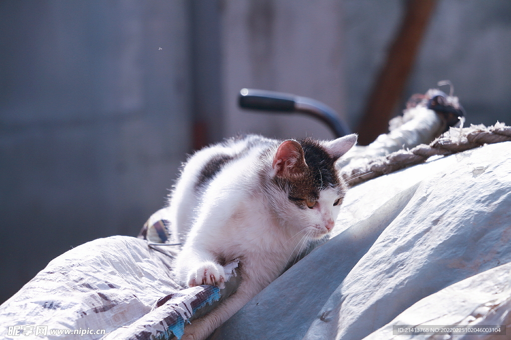 花猫猫咪小猫 