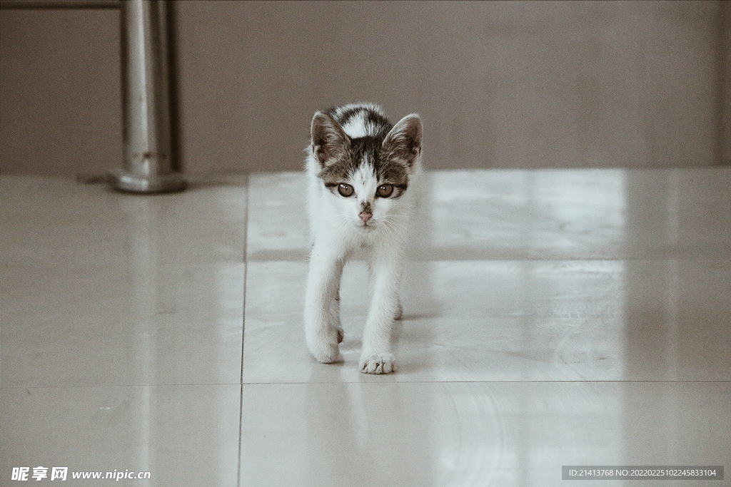 花猫猫咪小猫
