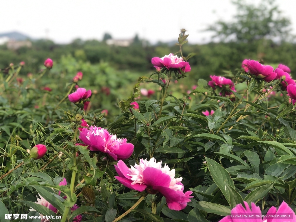 鲜花花朵花卉 