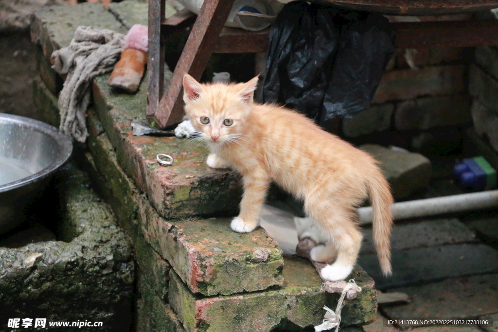 花猫猫咪小猫  