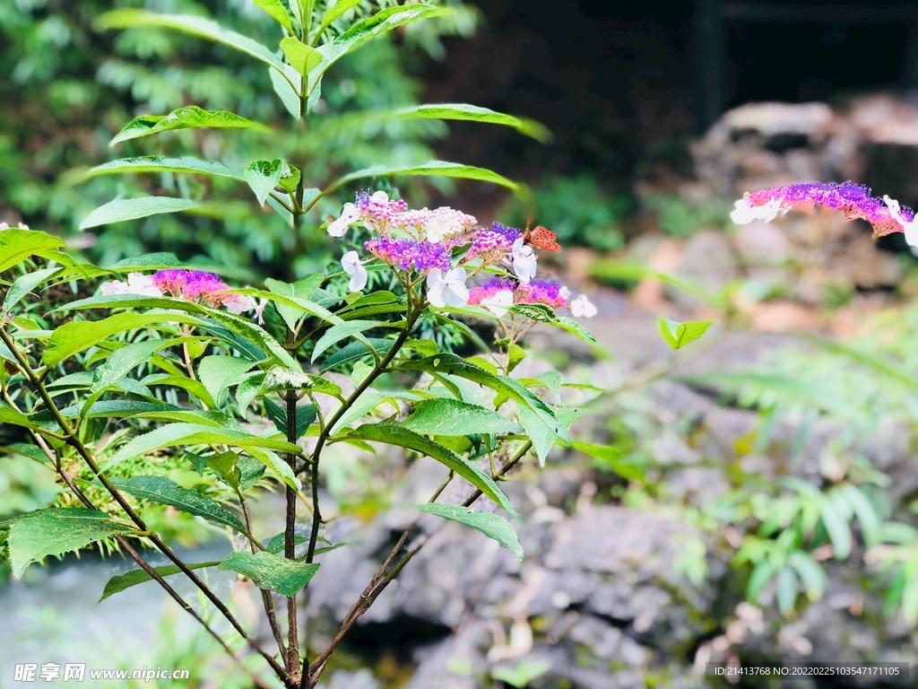 绿植绿叶植物 