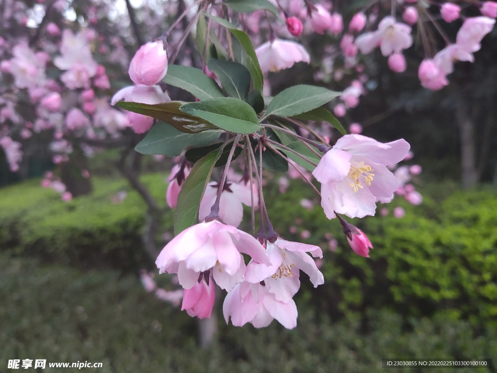 桃花