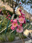 春天的桃花 
