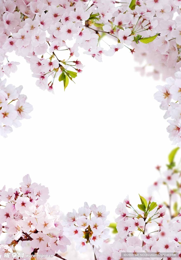 鲜花边框