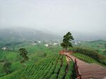 河南信阳茶山