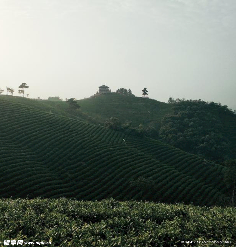 河南信阳茶山