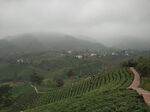 信信阳茶山