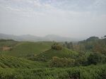 河南信阳茶山