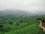 河南信阳茶山