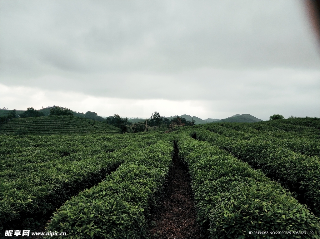 河南信阳茶山