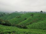 信阳茶山