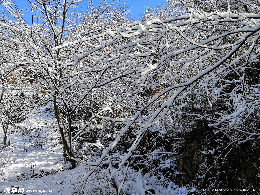 雪景