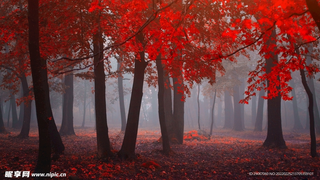 红树林