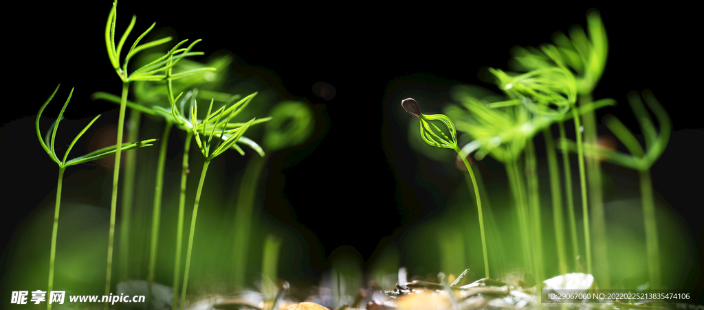植物