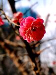 梅花