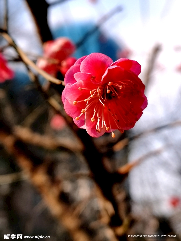 梅花